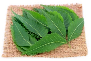 Neem leaves for Health News