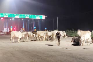 Villagers built cow shed for cattle