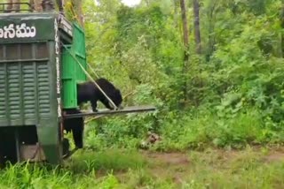 Forest Officials Caught Bear in Mahanandi