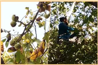 walnut-harvesting-season-in-kashmir-is-a-source-of-employment-but-also-dangerous-one