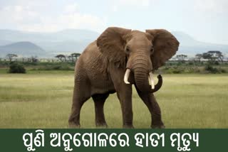 Elephant death in Anugul