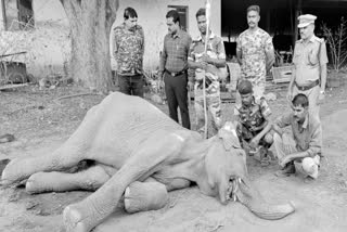 wild elephant died due to country bomb blast in  mouth near Coimbatore