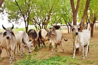 lumpy virus  Jharkhand Cattle Death  Lumpy Virus Infected Cattle Death  deaths of 1000 bovines  Lumpy Virus infection  Department of Animal Welfare Jharkhand  ലംപി വൈറസ്  ലംപി വൈറസ് ബാധ  കന്നുകാലികൾ ചത്തൊടുങ്ങുന്നു  ജാർഖണ്ഡിൽ കന്നുകാലികളിൽ വൈറസ് ബാധ  മൃഗസംരക്ഷണ വകുപ്പ്