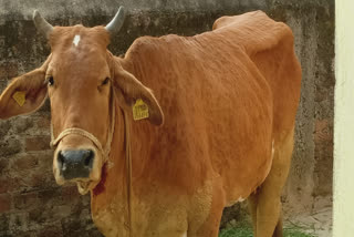 more than 300 cattle at Chatra in Jharkhand due to Lumpy virus