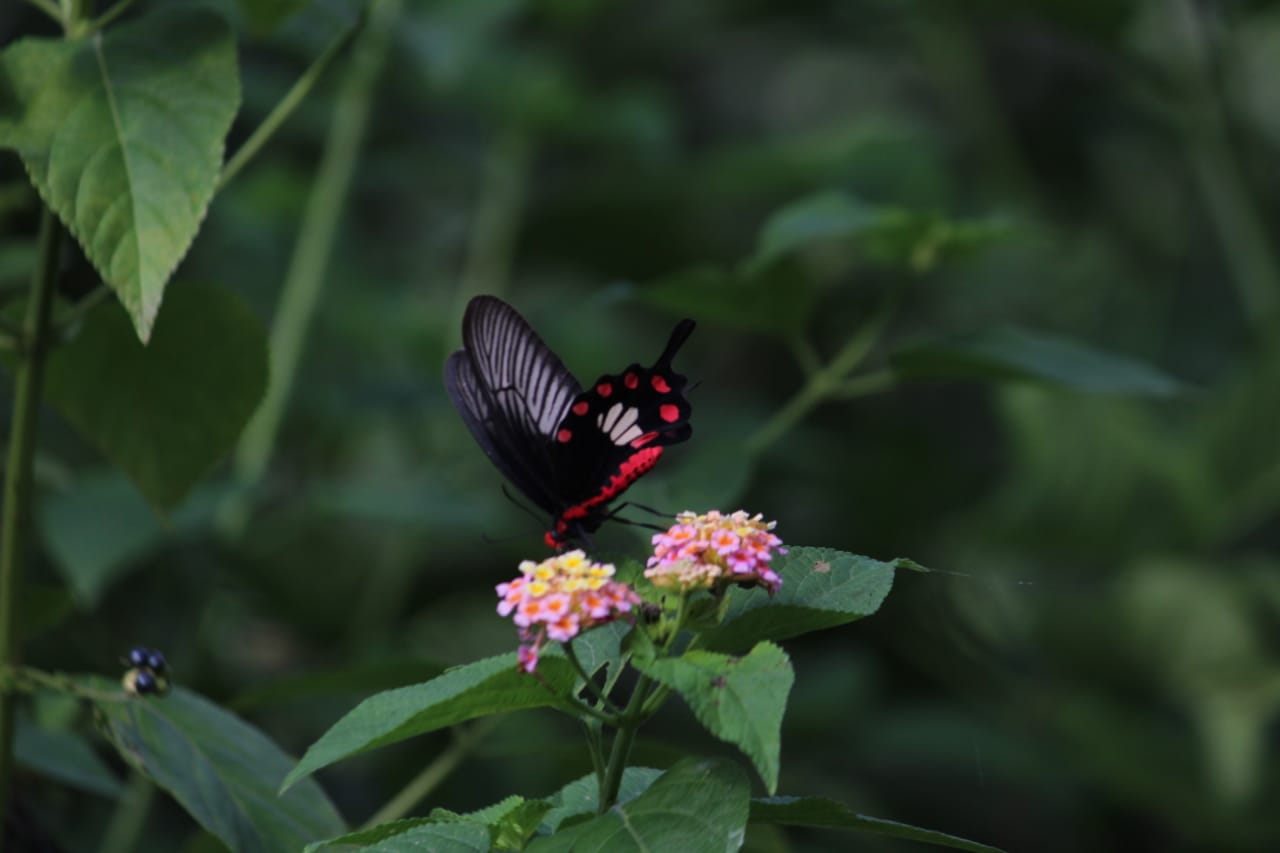 Jabalpur Butterfly Month