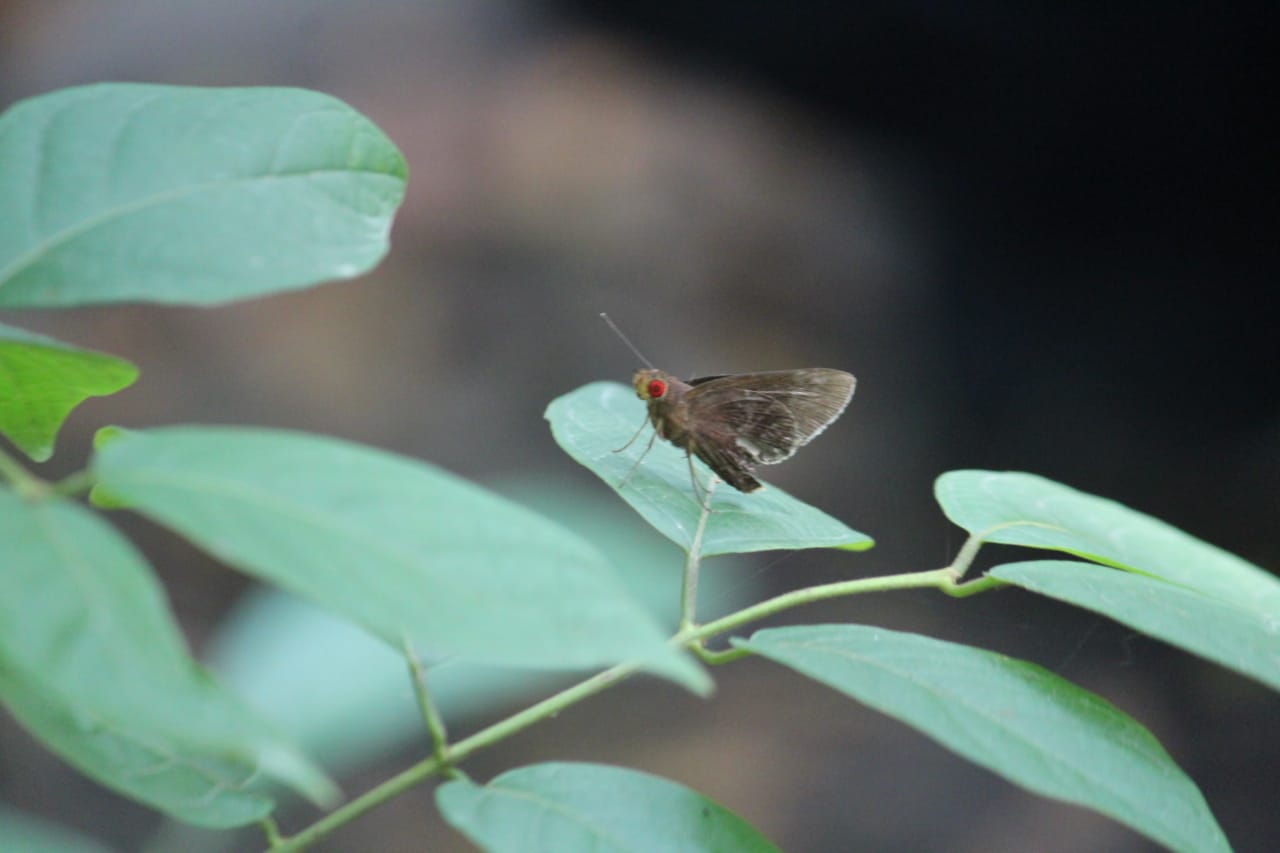 Jabalpur Butterfly Month