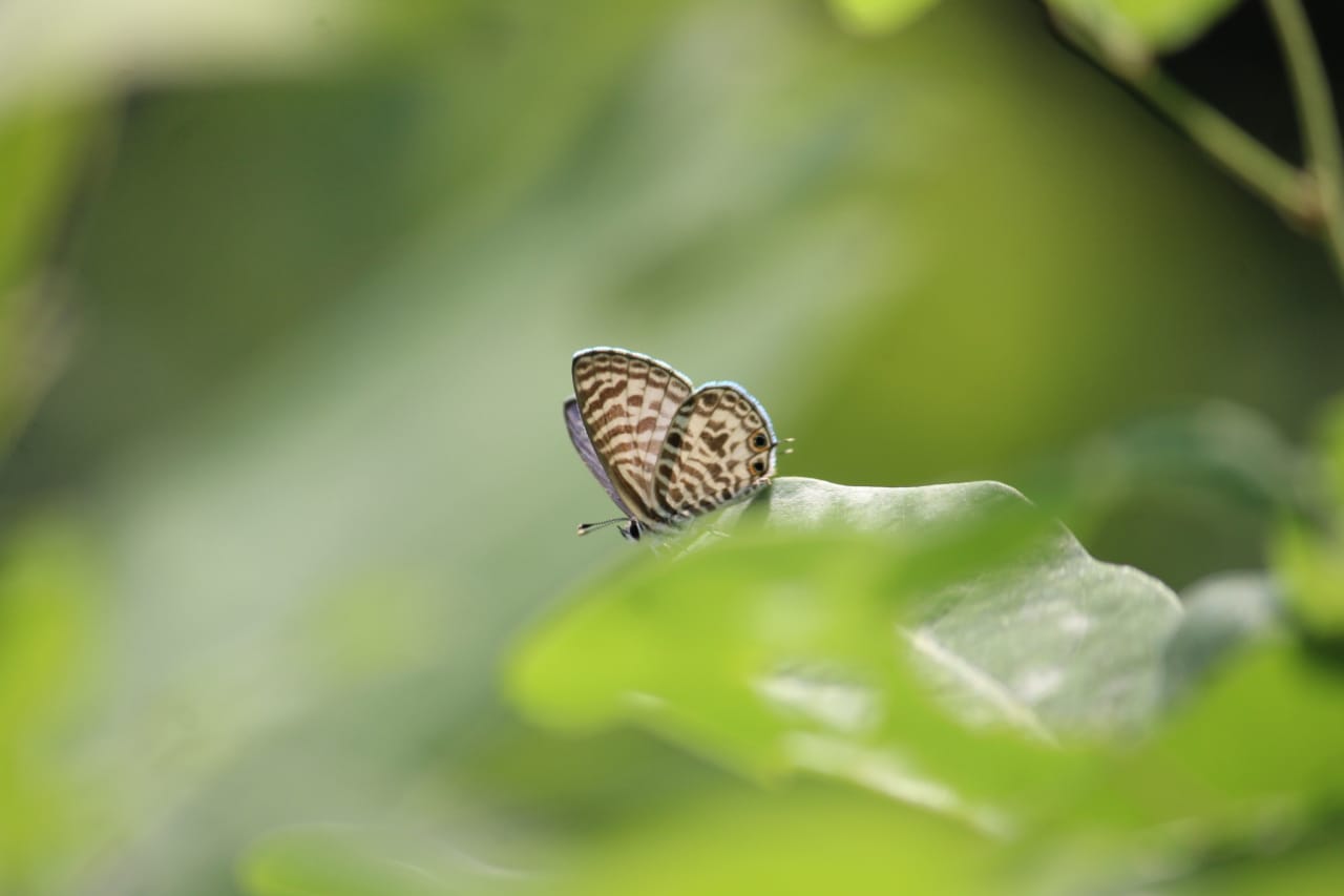 Jabalpur Butterfly Month