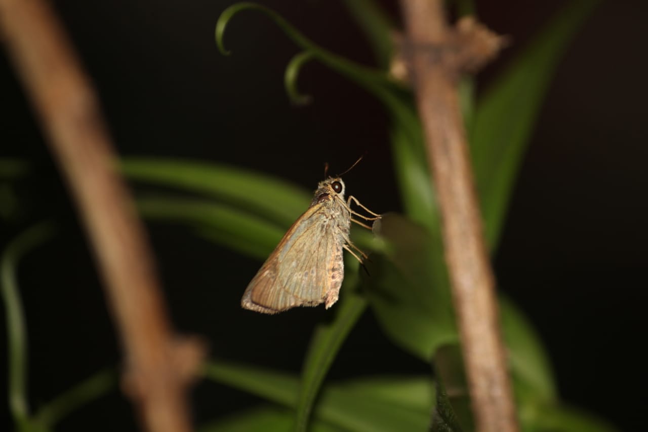 Jabalpur Butterfly Month