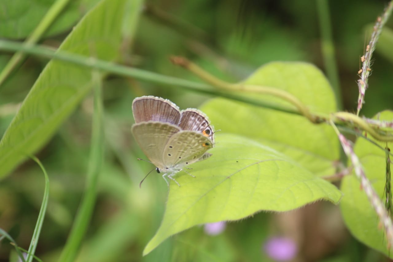 Jabalpur Butterfly Month