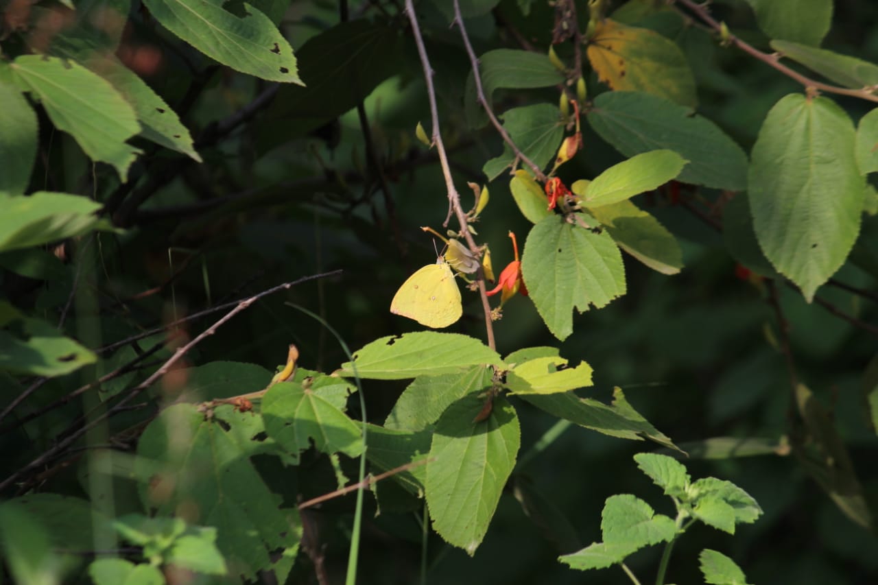 Jabalpur Butterfly Month