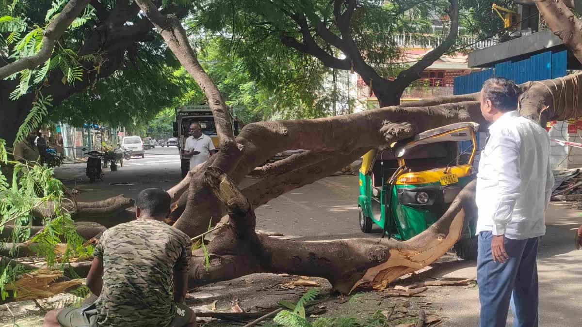 ಚಲಿಸುತ್ತಿದ್ದ ಆಟೋ ಮೇಲೆ ಬಿದ್ದ ಮರದ ಕೊಂಬೆ