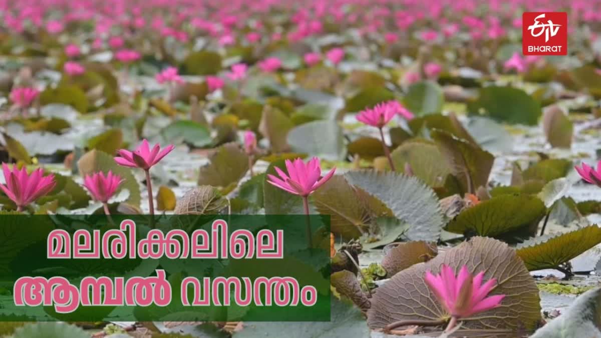 മലരിക്കൽ ആമ്പൽ പാടം  ആമ്പല്‍ പാടം കോട്ടയം  WATER LILY FIELD IN KOTTAYAM  Malarikkal Water Lilly Field