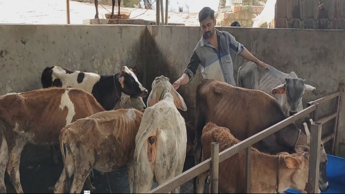 SUCCESS STORY IN DIARY FARMING  IT FIELD WORKER TO DIARY FARMING  കണ്ണൂർ കാങ്കോൽ ക്ഷീരകൃഷി  കണ്ണൂർ വാർത്തകൾ