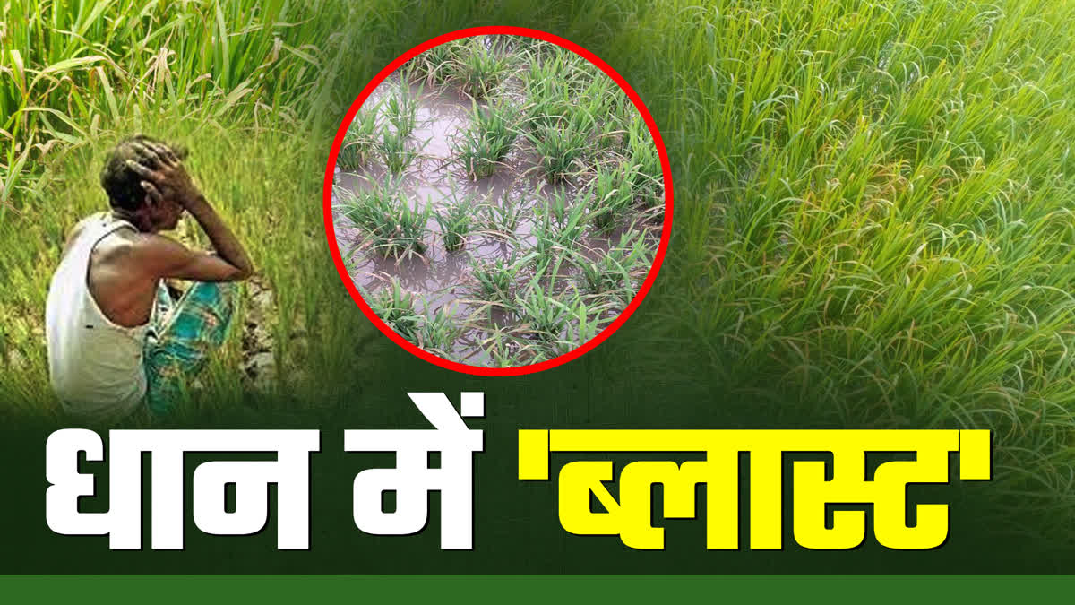 SHAHDOL PADDY CROP BLAST DISEASE