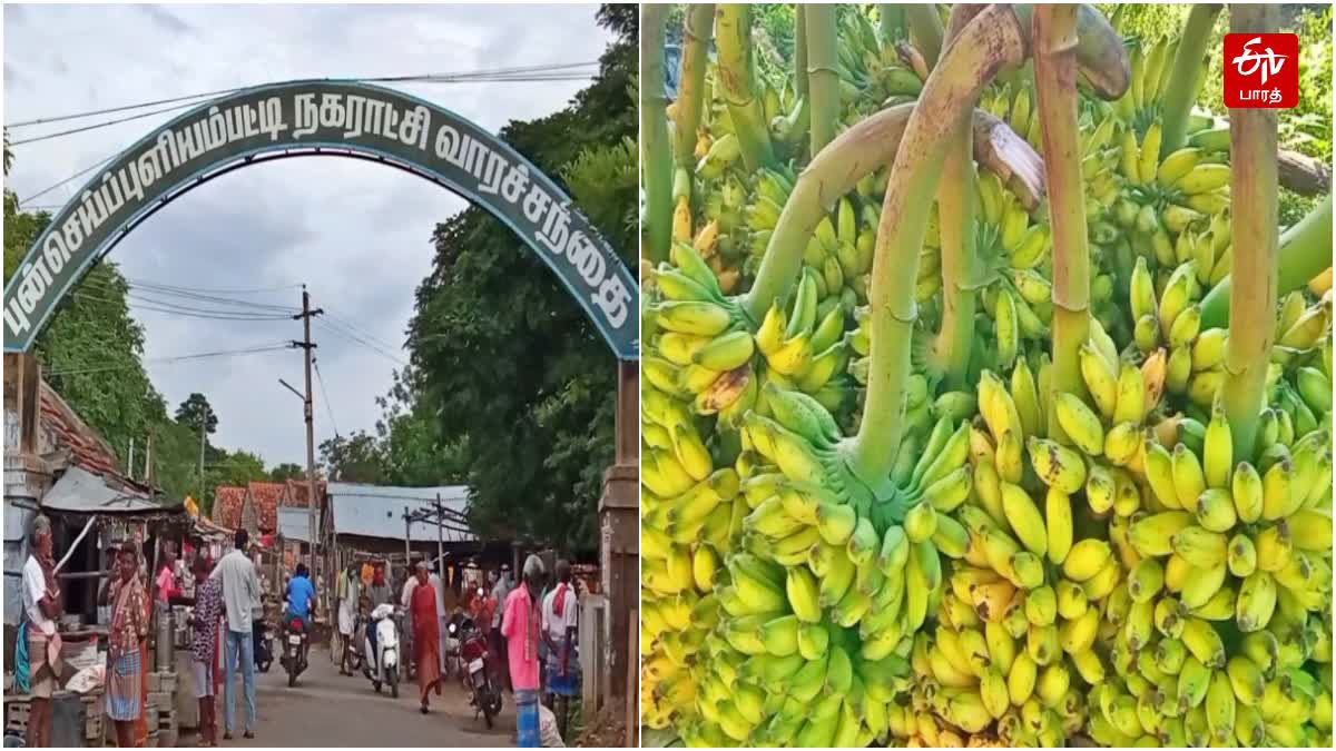 புஞ்சைபுளியம்பட்டி வார சந்தை, வாழைத்தார்கள்