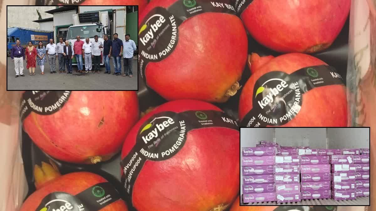 pomegranates from the farm of women farmer in Pathardi Ahmednagar export to Australia