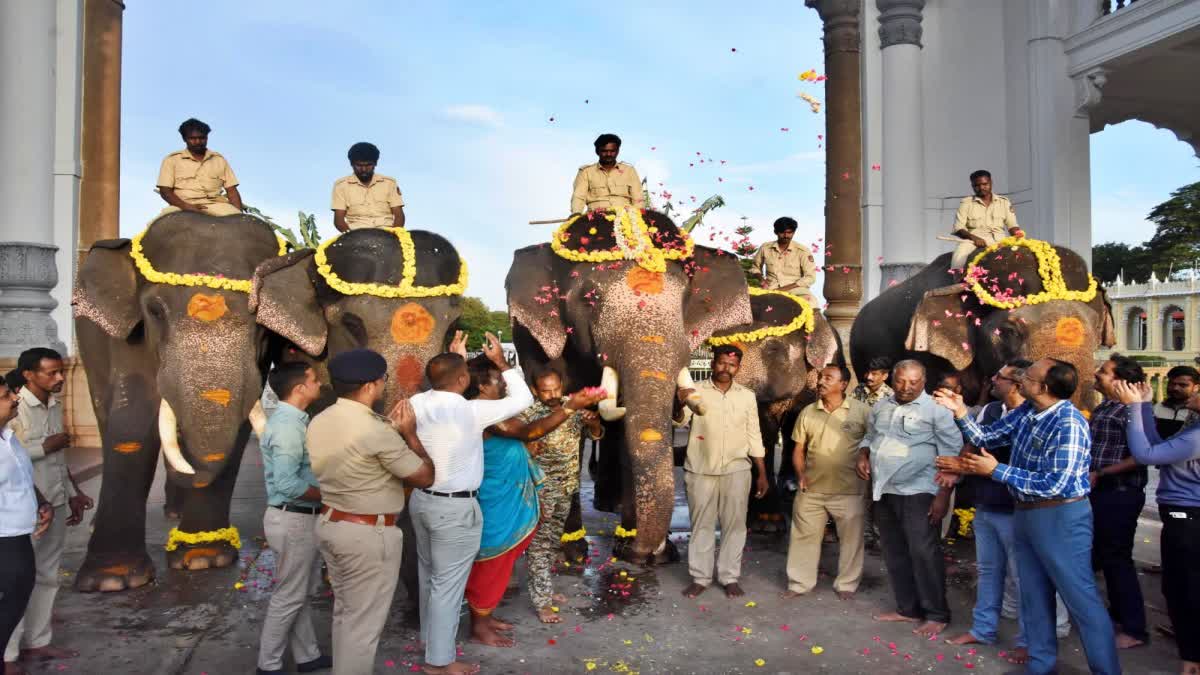 traditional-welcome-to-the-2nd-team-of-dasara-gajapade-on-arrival-at-the-palace