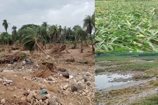 Farmer Lost Due to Heavy Rains in Telangana