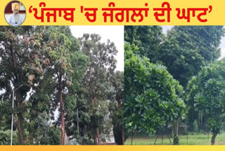 33 percent forest requirement in Punjab, see how much benefit of which tree