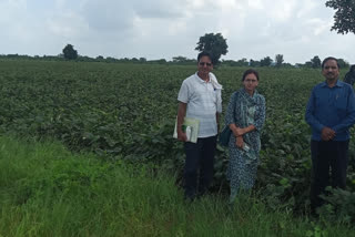 crops damanging due to heavy rain