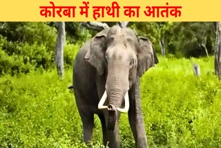 elephant Terror in Korba