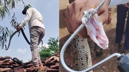 TEACHER SHREYANSH RESCUES SNAKE