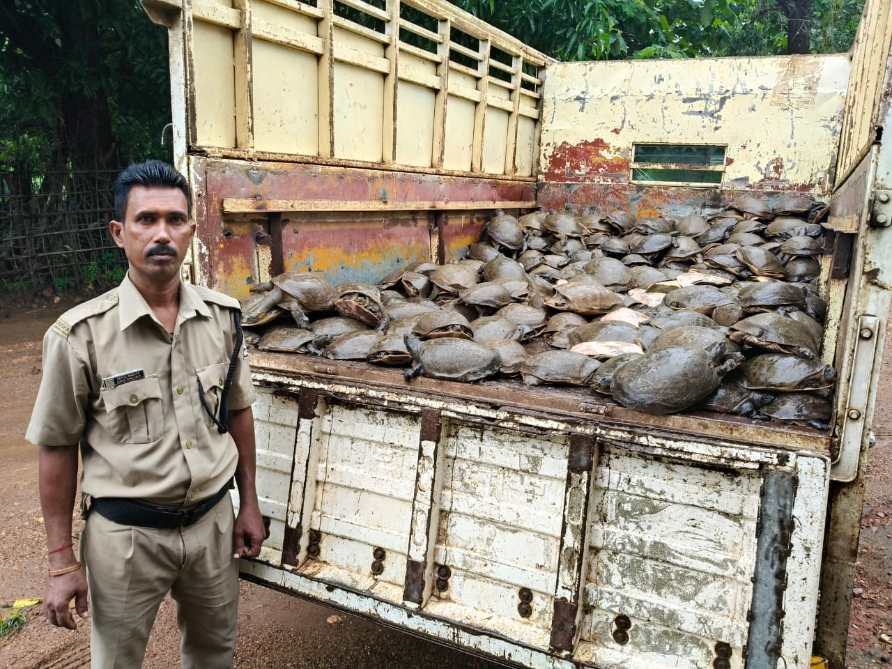 Turtle Seized  By Forest Department