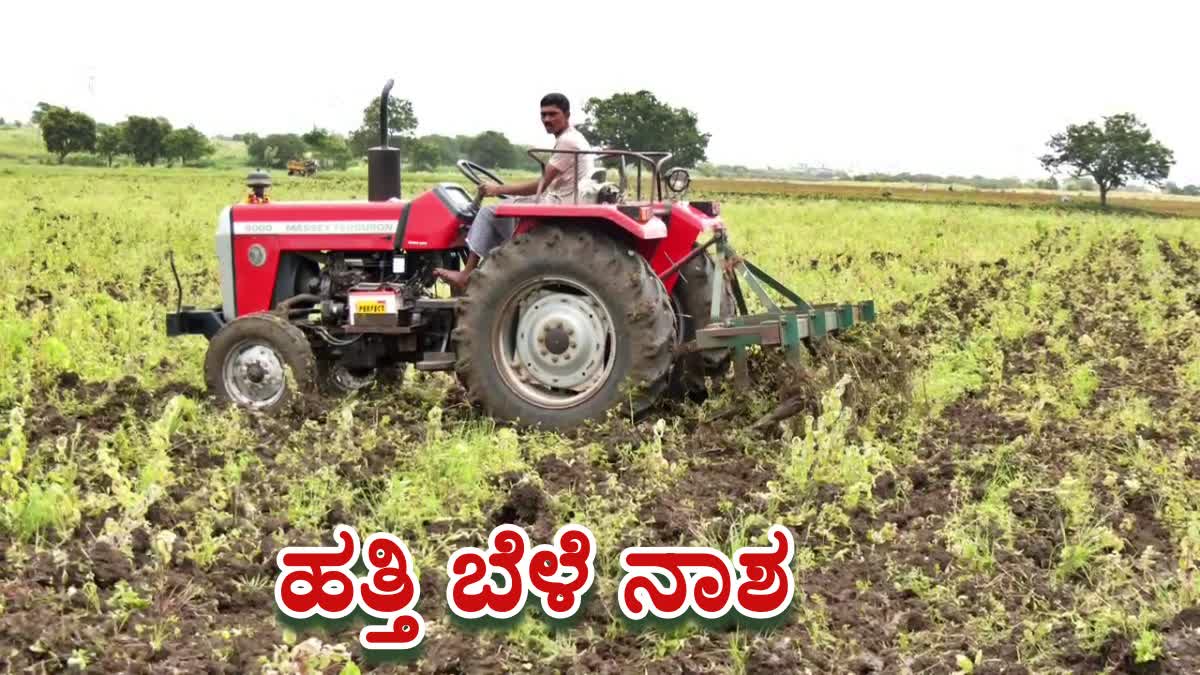 HAVERI  FARMER DESTROYS HIS COTTON CROP  ಹತ್ತಿ ಬೆಳೆ ನಾಶ  KARNATAKA RAIN EFFECT