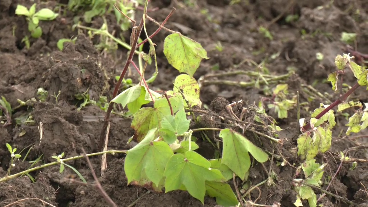 HAVERI  FARMER DESTROYS HIS COTTON CROP  ಹತ್ತಿ ಬೆಳೆ ನಾಶ  KARNATAKA RAIN EFFECT
