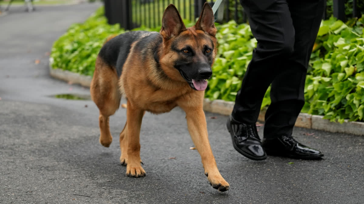 Biden's dog Commander no longer at White House after biting incidents