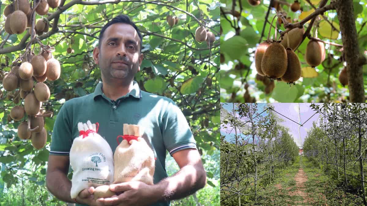 solan-kiwi-cultivation-engineer-farmer-mandeep-verma-in-solan-natural-farming-of-kiwi-in-solan