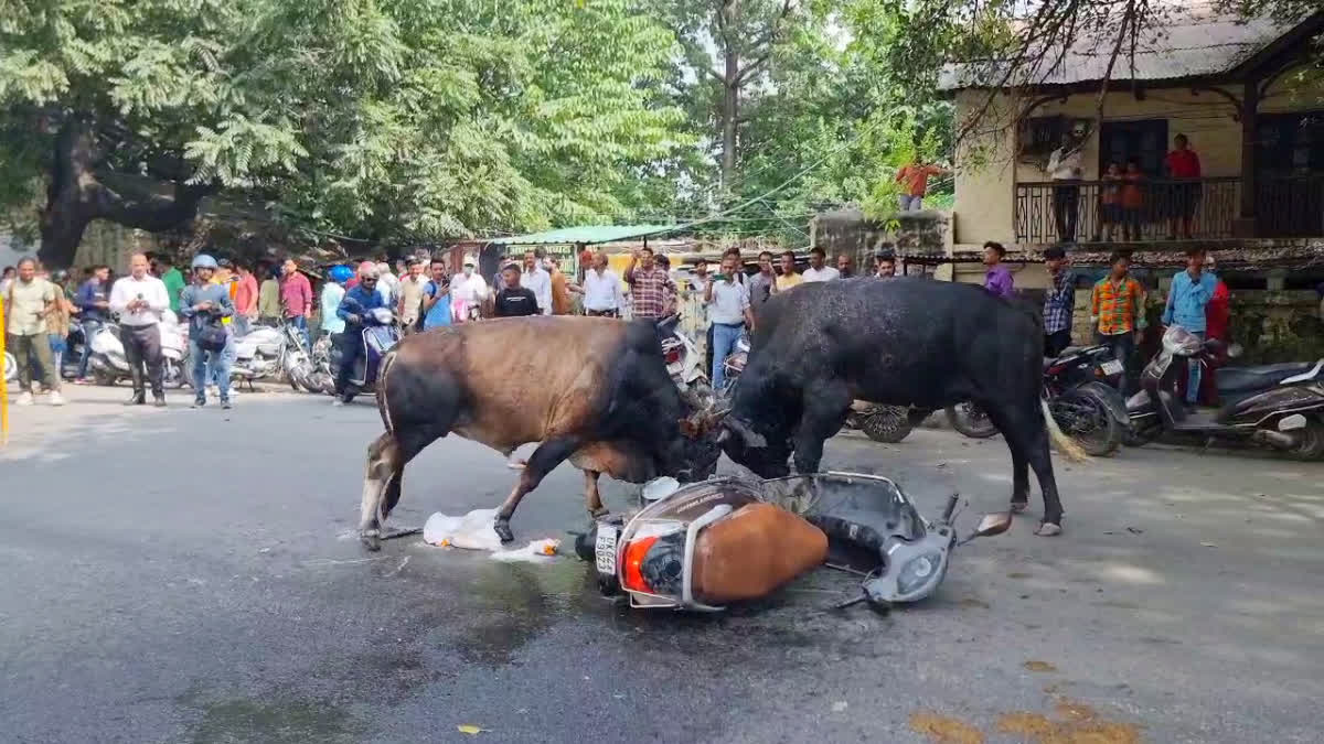 Bull Fight Haldwani