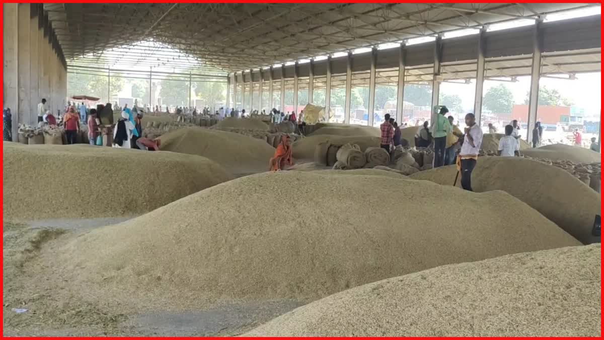 Haryana Paddy Purchase