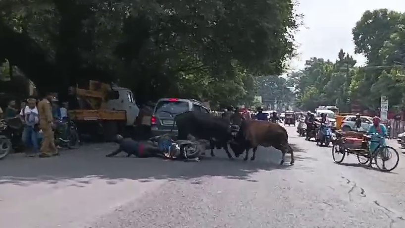 Bull Fight Haldwani