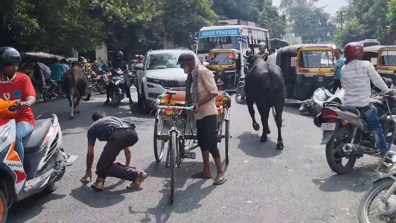 Bull Fight Haldwani