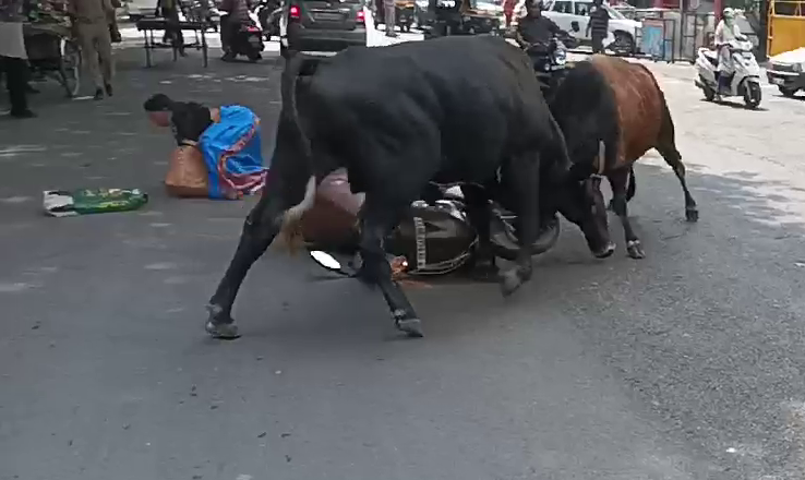 Bull Fight Haldwani