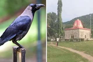 Crows not come to pahad village of Surguja