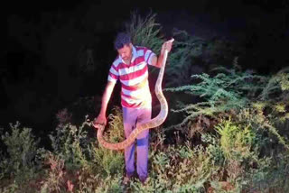 Python_ in_ Prakasam_ District