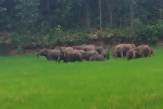 herd of 32 elephants creating havoc in Basantpur of Ramgarh