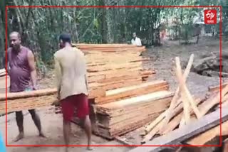 Illegal Timber Sized