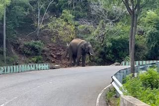 an-elephant-drank-water-stored-near-road-side pit