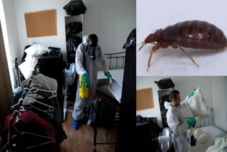 Bed Bugs In France
