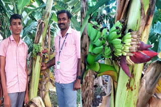 பெரம்பலூர் அரசு பள்ளி வளாகத்தில் வளர்க்கப்படும் அதிசய வாழை மரம்