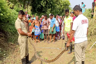 100 நாள் வேலை பணியாளர்களை மிரட்டிய 7 அடி மலைப்பாம்பு.