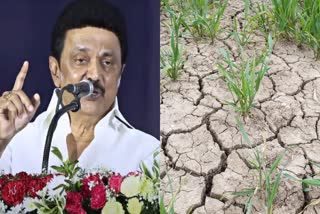 tn-cm-mk-stalin-has-announced-relief-for-the-damage-to-kurvai-cultivation