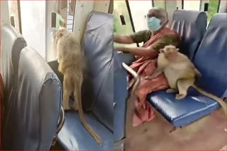 Monkey Traveled 30 Km By Bus In Karnataka Video
