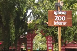 Trivandrum Zoo Started Care Rooms  trivandrum zoo started special care rooms  Trivandrum zoo started care room for animals  care room for animals in trivandrum  മ്യഗശാലയിൽ പരിചരണ മുറി ഒരുക്കി അധിക്യതർ  മ്യഗങ്ങൾക്കായി മുറിയൊരുക്കി തിരുവനന്തപുരംമ്യഗശാല  തിരുവനന്തപുരം മ്യഗശാല അധിക്യതർ പരിചരണമൊരുക്കി  തണുപ്പില്‍ നിന്ന് മ്യഗങ്ങളെ രക്ഷിക്കാൻ മ്യഗശാല  റെറ്റിക്കുലേറ്റഡ് പൈത്തണുകള്‍ക്ക് മഴക്കാല പരിചരണം  trivandrum zoo celebrating wildlife animal week