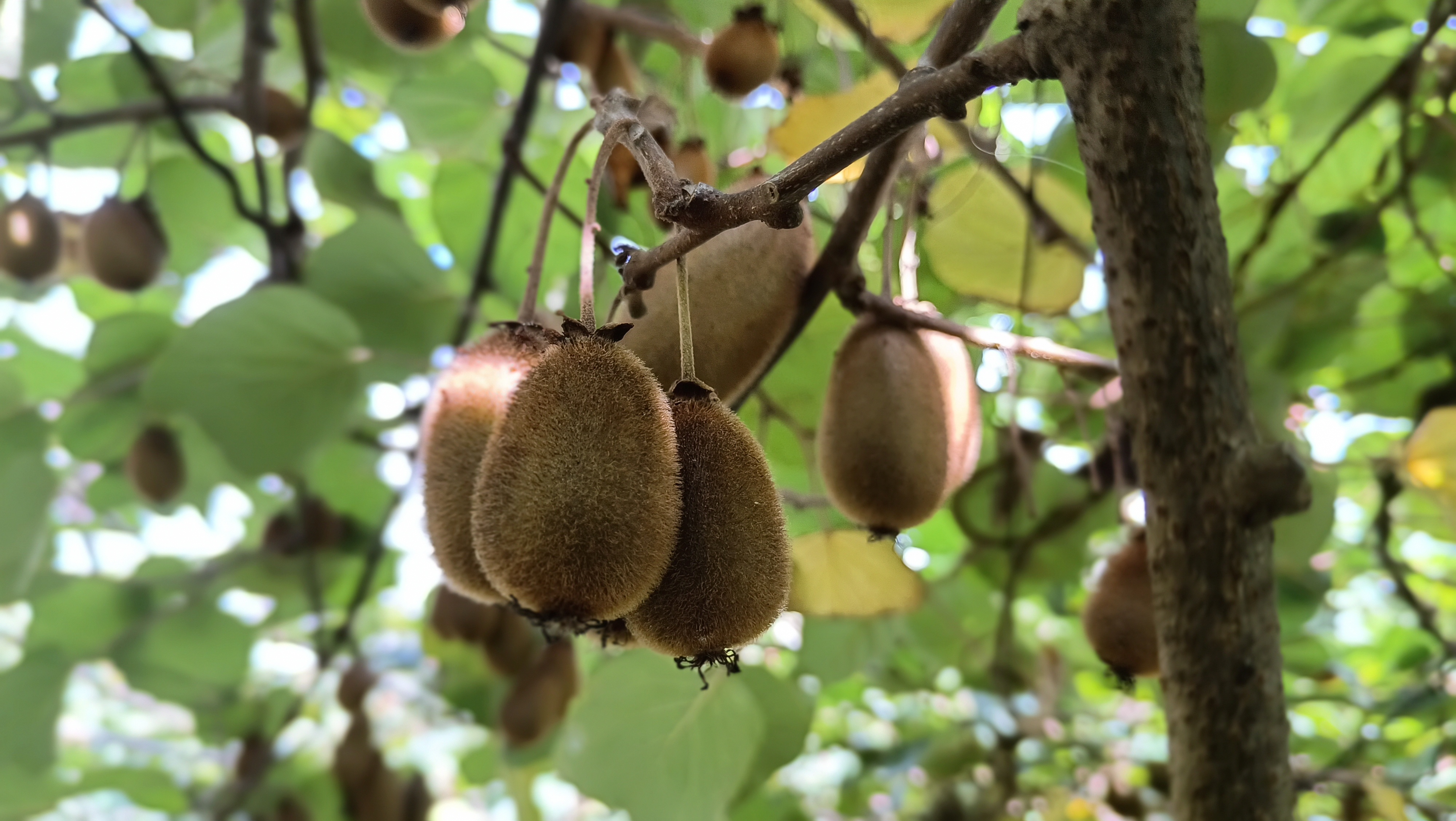 Solan Kiwi Cultivation