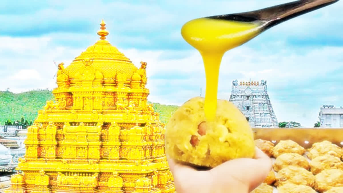 Tirumala Laddu Ghee Controversy