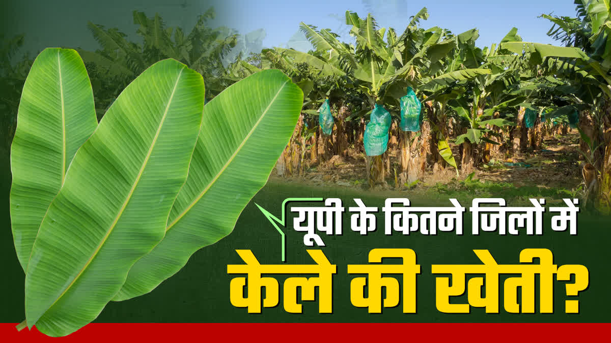 up-banana-cultivation-cish-discovers-drug-fusarium-wilt-disease-tr4-banana-tree how to save